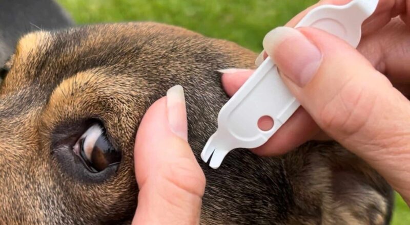 Tick Tubes Ticked Off Pets Tick Remover Online Nature s Source Crossword Clue