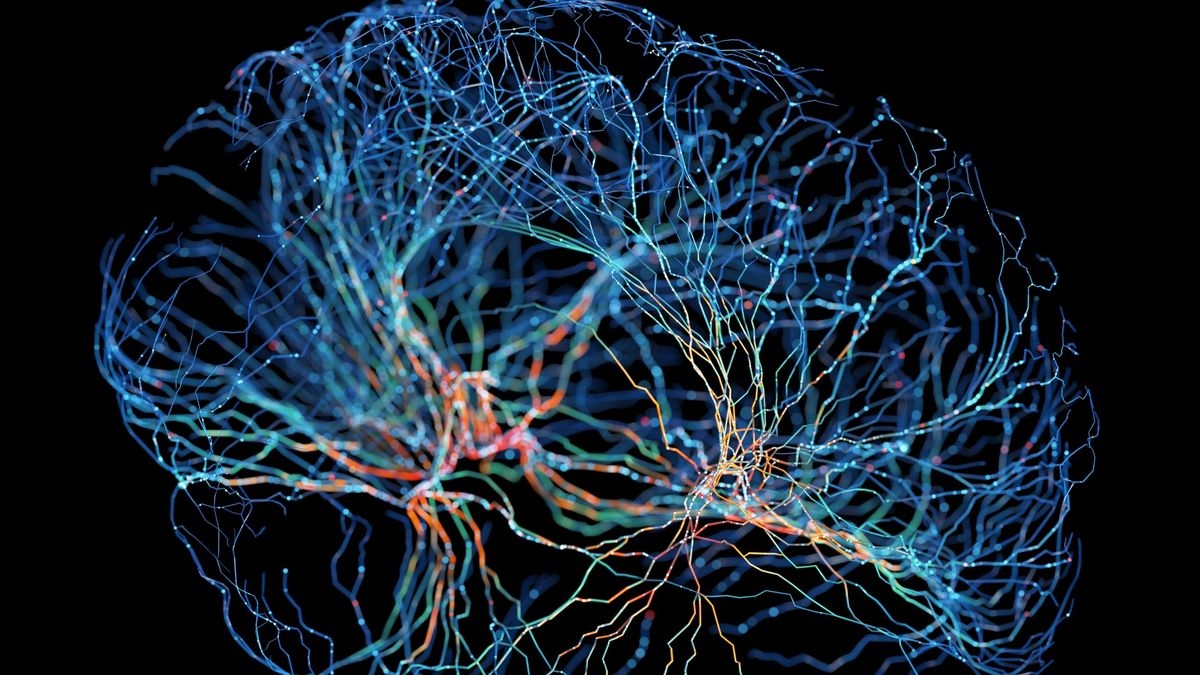 Universal Process That Wires The Brain Is Consistent Across Species Live Science