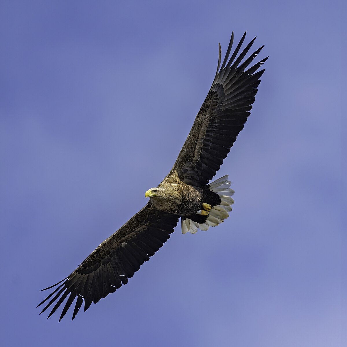 White tailed Eagle Wikipedia